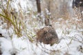 Rabbit in the snow. Easter bunny in the winter forest. Royalty Free Stock Photo