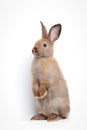 Cute brown rabbit standing on two legs, white background.