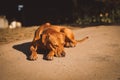 Cute brown Rhodesian Ridgeback dog lying on the ground and enjoying the sunlight