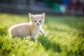 Cute brown Scottish kitten walking and playing on lawn in park in morning. Fresh and lovely. Scottish kitten mixed with Thai cat. Royalty Free Stock Photo