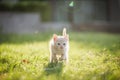 Cute brown Scottish kitten walking and playing on lawn in park in morning. Fresh and lovely. Scottish kitten mixed with Thai cat. Royalty Free Stock Photo