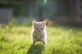 Cute brown Scottish kitten walking and playing on lawn in park in morning. Fresh and lovely. Scottish kitten mixed with Thai cat. Royalty Free Stock Photo