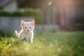 Cute brown Scottish kitten walking and playing on lawn in park in morning. Fresh and lovely. Scottish kitten mixed with Thai cat. Royalty Free Stock Photo