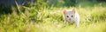 Cute brown Scottish kitten walking and playing on lawn in park in morning. Scottish kitten mixed with Thai cat. cute and naughty Royalty Free Stock Photo