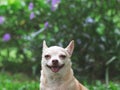 Cute brown short hair chihuahua dog, smiling and looking at camera on green garden background with copy space Royalty Free Stock Photo