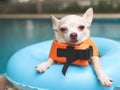 Cute brown short hair chihuahua dog wearing   orange life jacket or life vest sitting in blue swimming ring by swimming pool. Pet Royalty Free Stock Photo