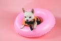 cute brown short hair chihuahua dog wearing orange life jacket or life vest standing in pink swimming ring, isolated on pink Royalty Free Stock Photo