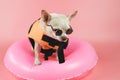 cute brown short hair chihuahua dog wearing sunglasses and orange life jacket or life vest standing in pink swimming ring, Royalty Free Stock Photo