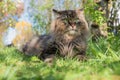 Brown siberian cat in the garden