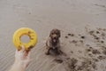 Cute brown spanish water dog at the beach playing with owner and yellow toy. Brown sand background. Pets outdoors and lifestyle. Royalty Free Stock Photo