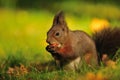Cute brown squirrel with hazelnut on grass Royalty Free Stock Photo