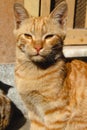 Cute Brown Stray Cat Starring in the Camera Royalty Free Stock Photo