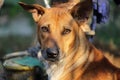 Cute brown stray dog with big ears and brown eyes relaxing in the shade Royalty Free Stock Photo