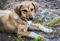 Cute brown stray dog Royalty Free Stock Photo