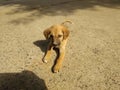 Cute brown street dog taking sunbath