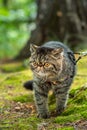 Cute brown striped cat exotic walks on a leash in the park on a summer day. Persian kitten on the green grass on a