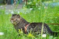Cute brown striped cat exotic walks on a leash in the park on a summer day. Persian kitten on the green grass on a