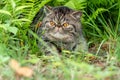 Cute brown striped cat exotic walks on a leash in the park on a summer day. Persian kitten on the green grass on a harness with a