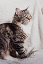 Cute brown striped cat sitting and squinting at the bright light