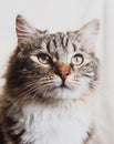 Cute brown striped prideful cat portrait vertical Royalty Free Stock Photo