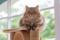 Cute brown tabby persian cat Royalty Free Stock Photo