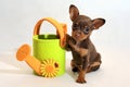 Russkiy toy terrier puppy with watering-can Royalty Free Stock Photo