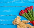 Cute brown teddy bear and bouquet of red blooming tulips with green stems and leaves Royalty Free Stock Photo