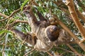 Cute brown-throated sloth crawling on a tree Royalty Free Stock Photo