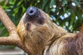 Cute brown-throated sloth crawling on a tree Royalty Free Stock Photo