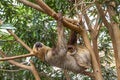 Cute brown-throated sloth crawling on a tree Royalty Free Stock Photo