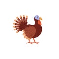 Cute brown turkey poultry flat style, vector illustration