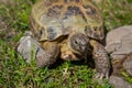 Cute brown turtle walking on grass and stones. Exotic reptile concept. Wildlife background. Royalty Free Stock Photo