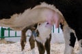 Cute brown and white calf drinking milk from mother cow udder Royalty Free Stock Photo