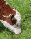 Cute brown and white calf grazing on the grass Royalty Free Stock Photo