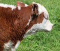 Cute brown and white calf grazing on the grass Royalty Free Stock Photo