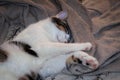 Cute brown and white cat with outstretched paws slipping on blanket at home