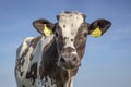 Cute brown white dairy calf, bambi eyes, with spots and a blue sky background