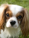 Cute brown and white dog