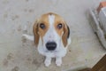 Cute brown and white dog looking at the camera