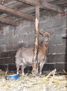 A cute goat behind a pole in a stable Royalty Free Stock Photo