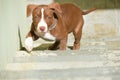 Cute brown and white Pit bull puppy Royalty Free Stock Photo