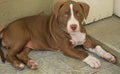 Cute brown and white Pit bull puppy Royalty Free Stock Photo