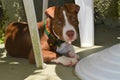 Cute brown and white Pit bull puppy Royalty Free Stock Photo