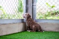 Cute Brown and white pit bull, less than a month old, on artificial grass in a dog farm. Fat puppy learning to walk Needs love and