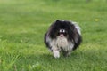 Cute Brown and White Pomeranian Dog Running Outdoors Royalty Free Stock Photo