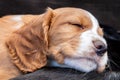 Cute Brown and White Puppy Dog Sleeping Royalty Free Stock Photo