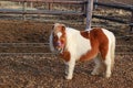 Cute brown and white Shetland pony Royalty Free Stock Photo