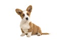 Cute brown and white sitting welsh corgi pembroke puppy