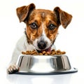 Cute brown and white small dog eats dog kibble from stainless steel bowl