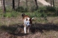 Cute Brown And White Welsh Sheepdog In A Forest